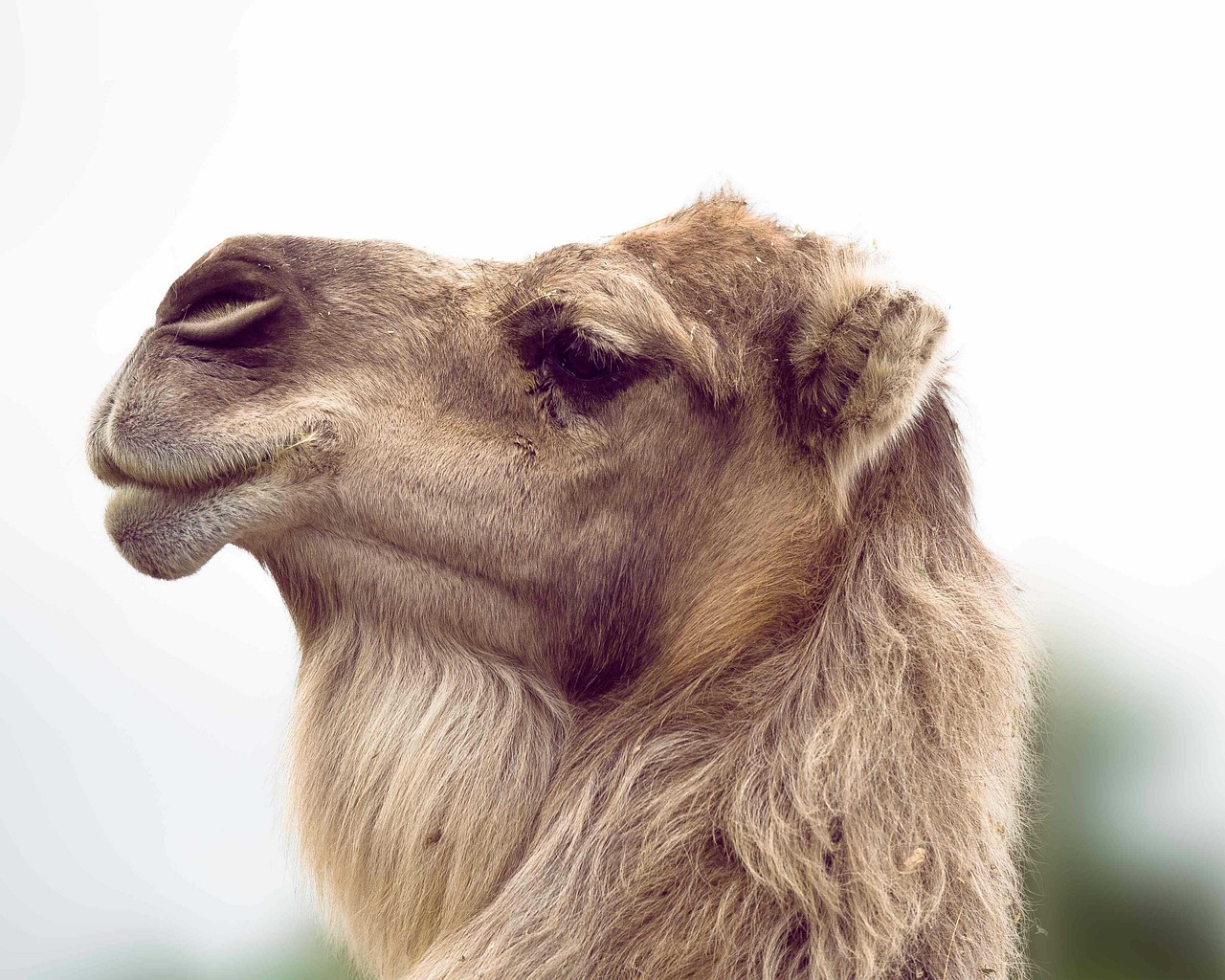 The Splendor of India's Camel Fair in Pushkar